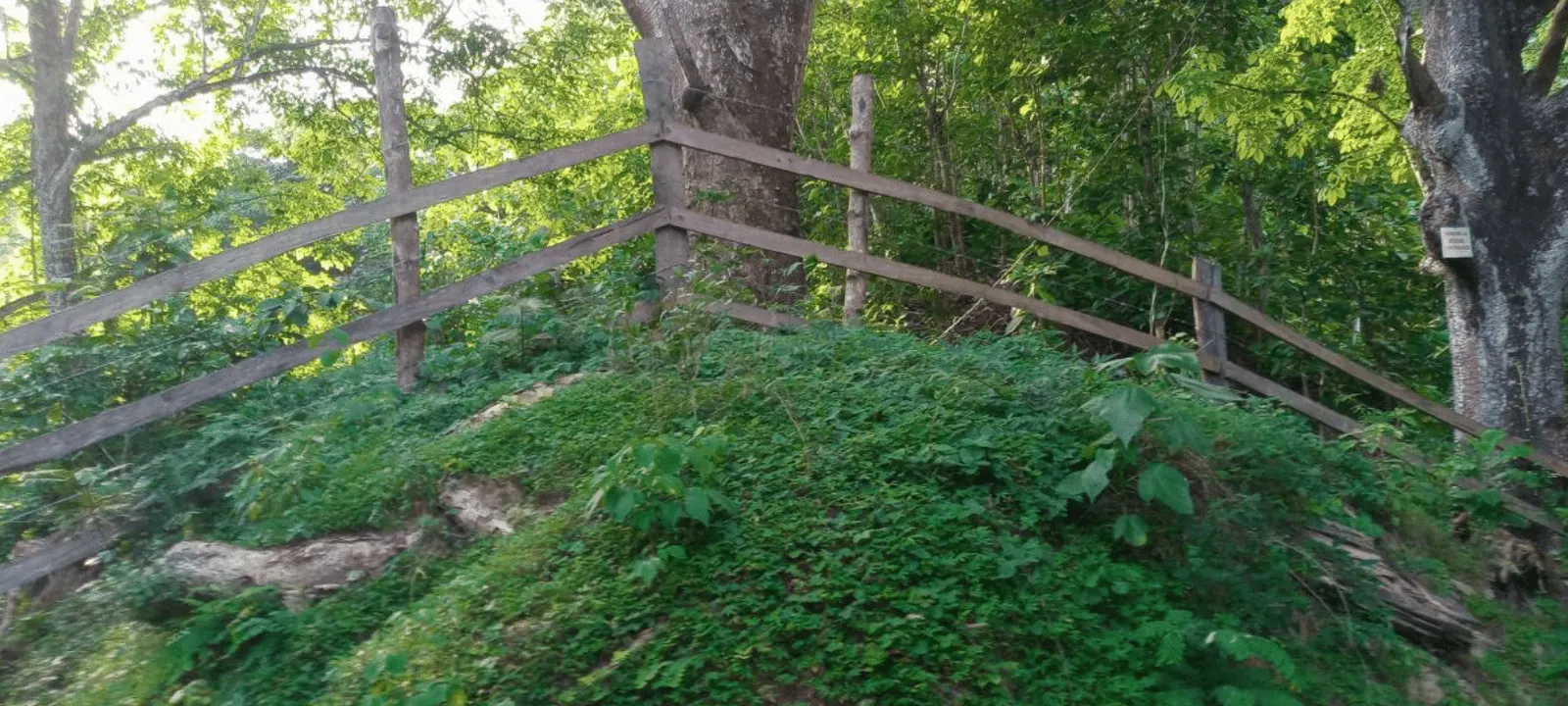 60.5-Acre Eco-Investment with 3,200 Teak Trees near Tambor photo 12
