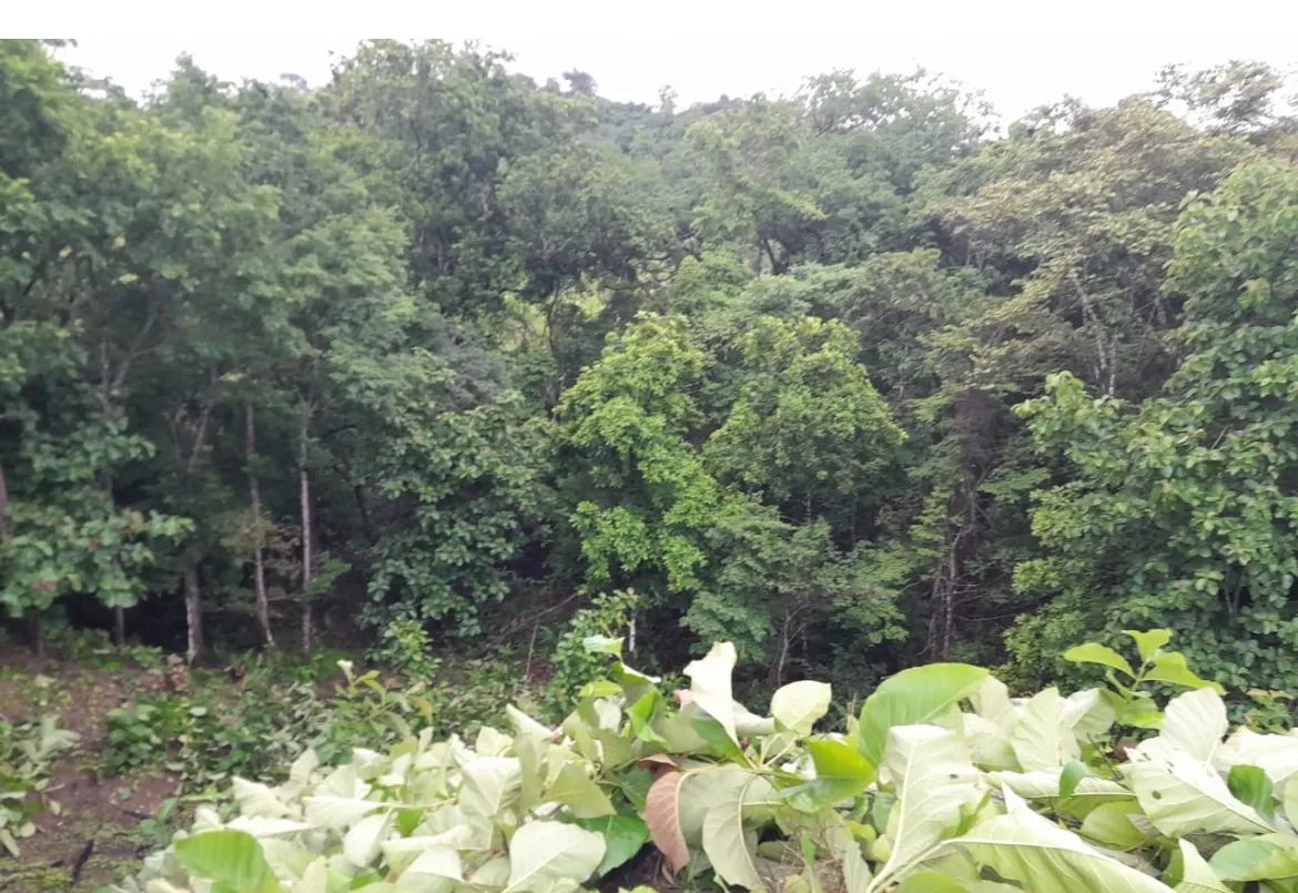 60.5-Acre Eco-Investment with 3,200 Teak Trees near Tambor photo 2