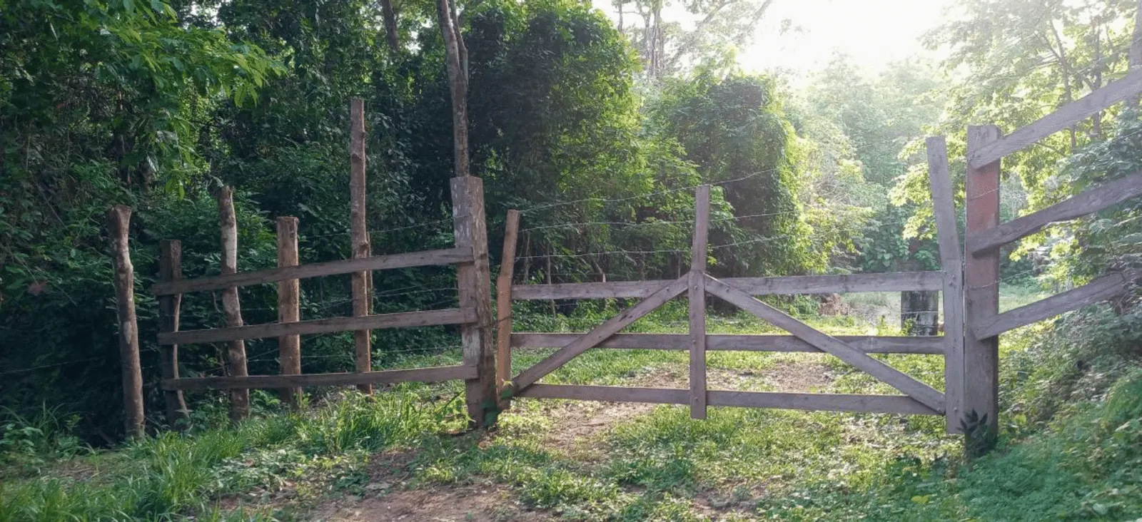 60.5-Acre Eco-Investment with 3,200 Teak Trees near Tambor photo 3
