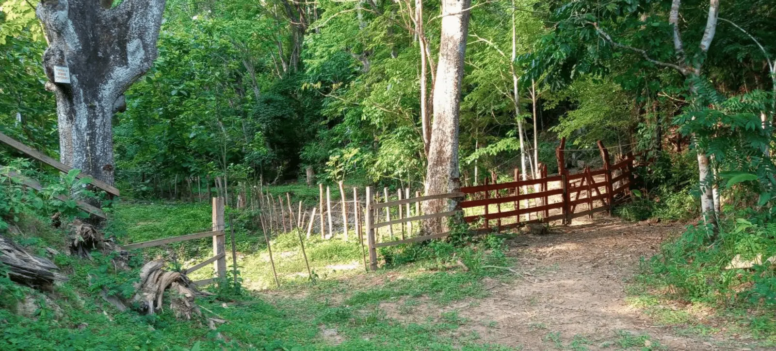 60.5-Acre Eco-Investment with 3,200 Teak Trees near Tambor photo 4