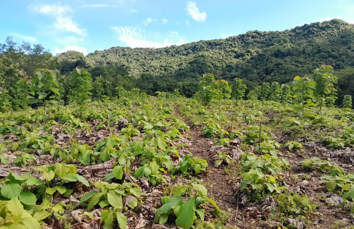 60.5-Acre Eco-Investment with 3,200 Teak Trees near Tambor photo 7