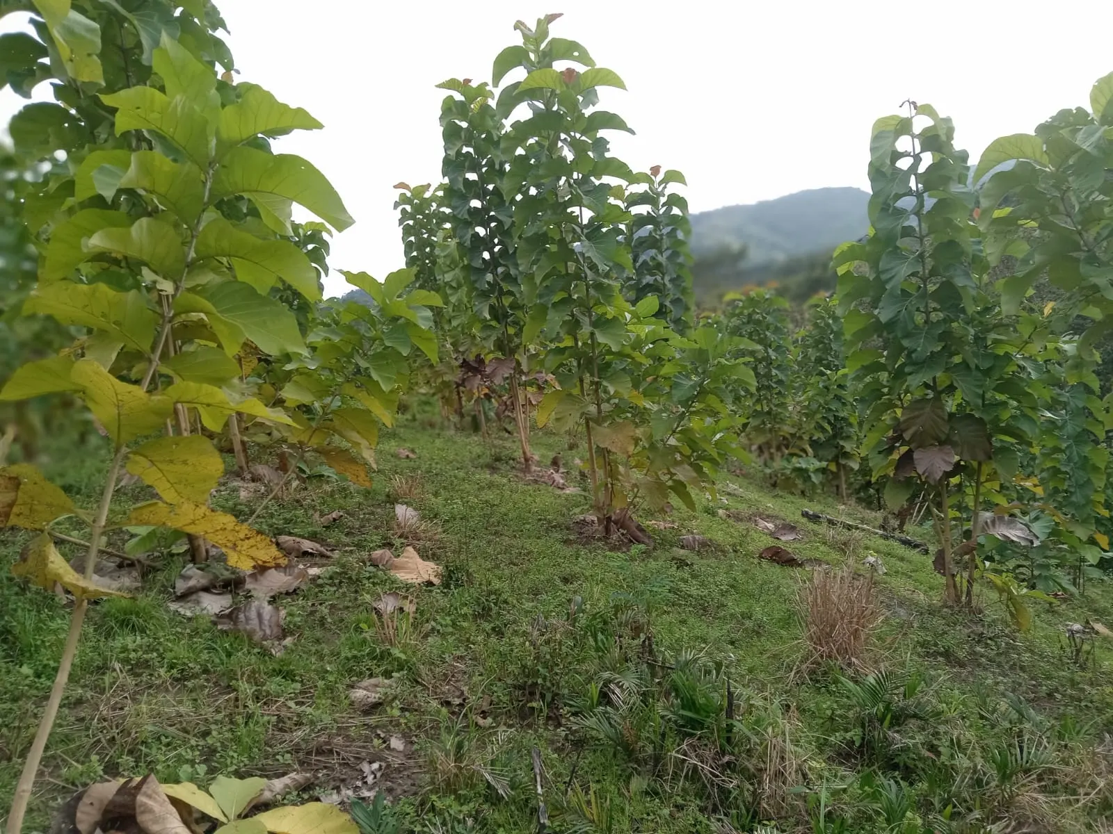 60.5-Acre Eco-Investment with 3,200 Teak Trees near Tambor photo 8
