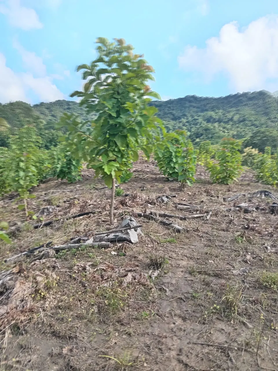 60.5-Acre Eco-Investment with 3,200 Teak Trees near Tambor photo 9